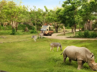 Tram Safari Journey Bali Safari dengan zebra dan badak