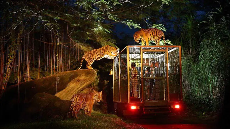 Trem safari malam di Bali Safari Park dikelilingi tiga harimau saat pengalaman Night Safari untuk wisatawan.