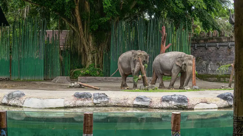 Dua gajah di area atraksi Taman Satwa Gianyar © Wira Tour