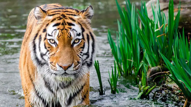 Harimau di air saat pertunjukan di Taman Satwa Gianyar