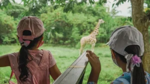 Anak-anak melihat jerapah dari tram Safari Journey di Bali Safari. © Wira Tour