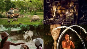 Safari Legend vs Night Safari Bali – Perbandingan siang dan malam di Bali Safari & Marine Park.