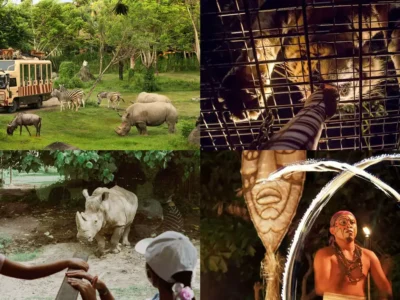 Safari Legend vs Night Safari Bali – Perbandingan siang dan malam di Bali Safari & Marine Park.