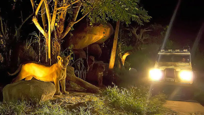 Jeep safari malam di Bali Safari Park melihat singa liar dari jarak dekat dalam suasana hutan malam.