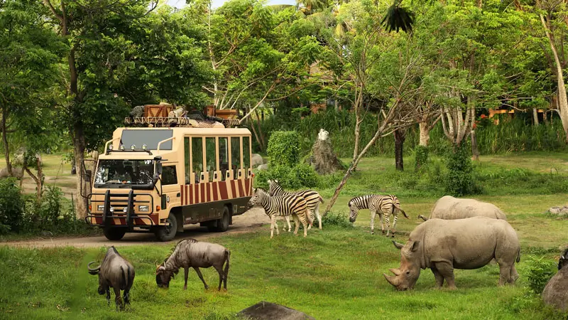Tram Safari Bali Safari dikelilingi zebra dan satwa