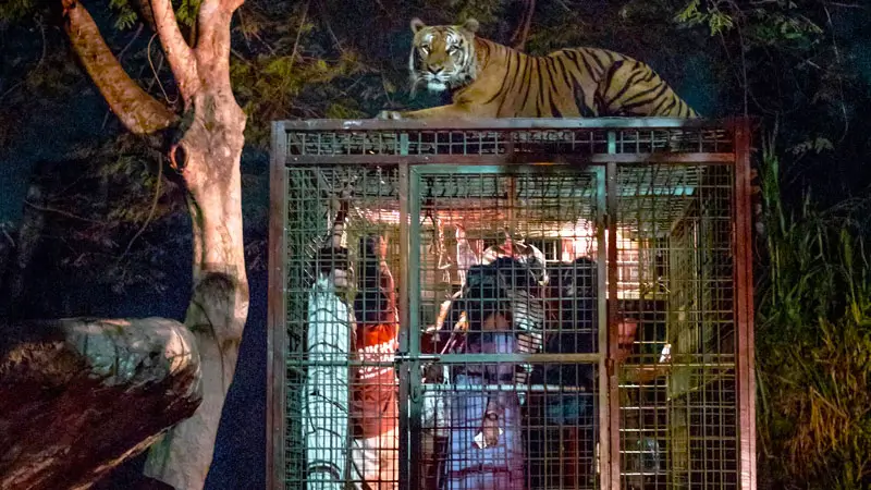 Pengunjung di dalam trem disapa harimau dari atas kandang.