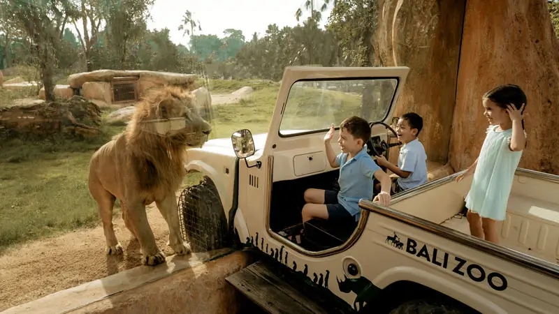 anak-anak melihat singa dari dalam mobil safari