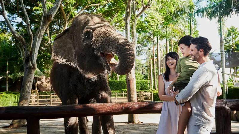 Interaksi anak dan gajah di pagi hari Bali Zoo