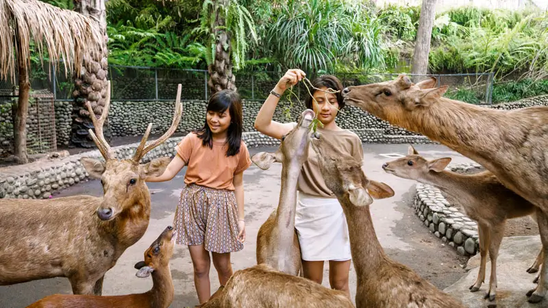 Anak-anak kasih makan rusa di area petting zoo