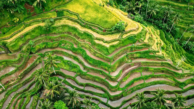 Tegallalang rice terrace pagi di Ubud, tempat menarik di Bali