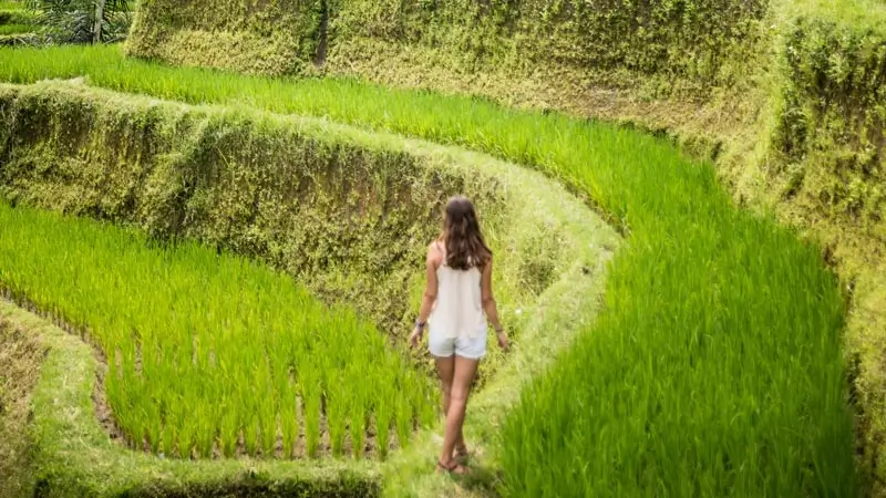 Wanita berjalan di jalur sempit Sawah Terasering Tegalalang Ubud yang hijau untuk foto honeymoon