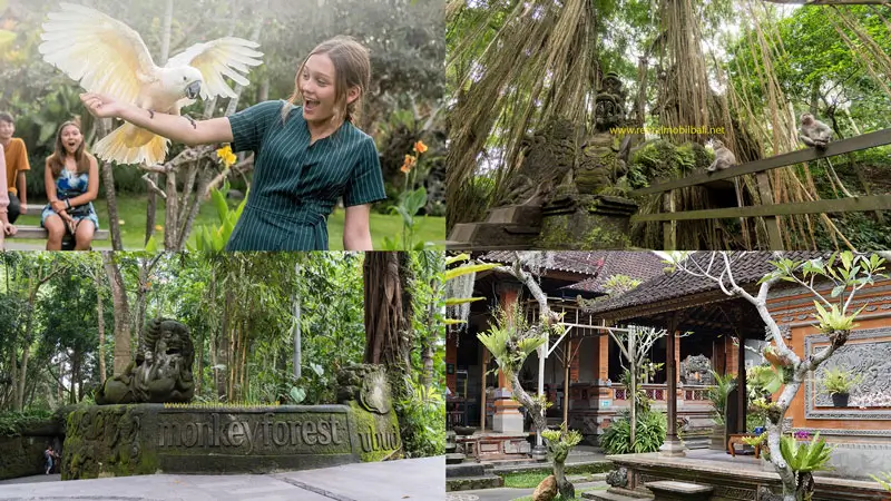 Kolase rute hari 1 paket wisata keluarga 2 hari: Bali Bird Park, Ubud, Kedewatan