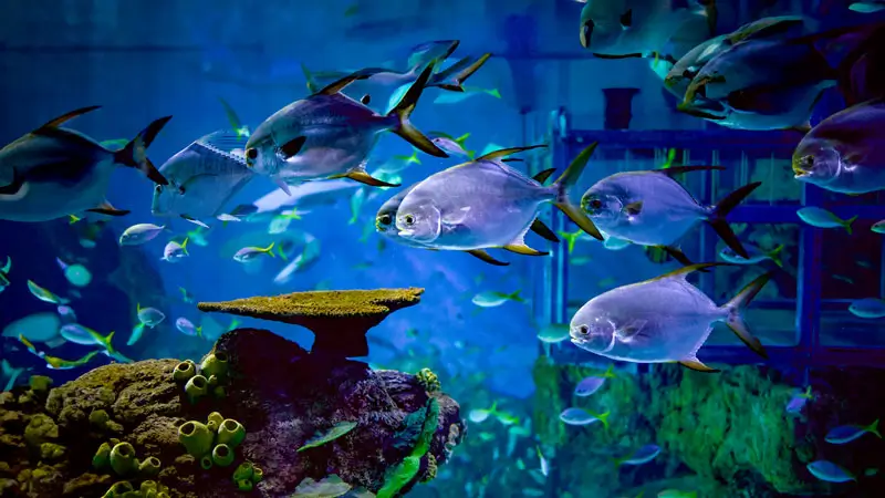 Ikan di aquarium area marine