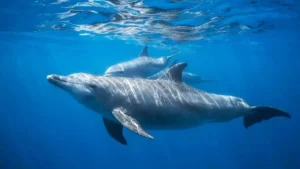 Lumba-lumba di area Marine Safari Bali