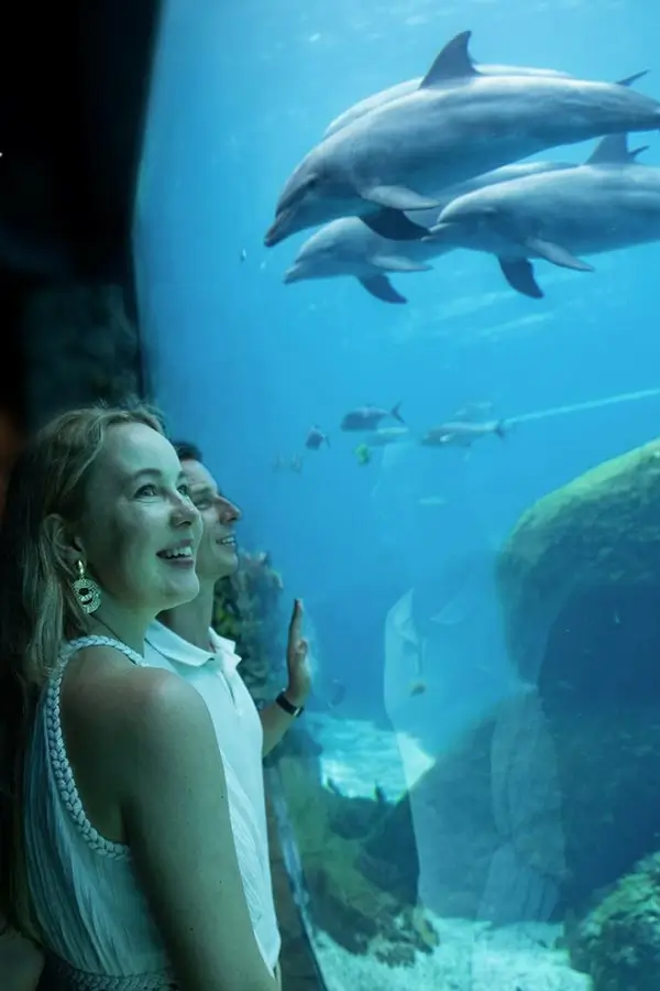 Pengunjung melihat lumba-lumba di aquarium Marine Safari