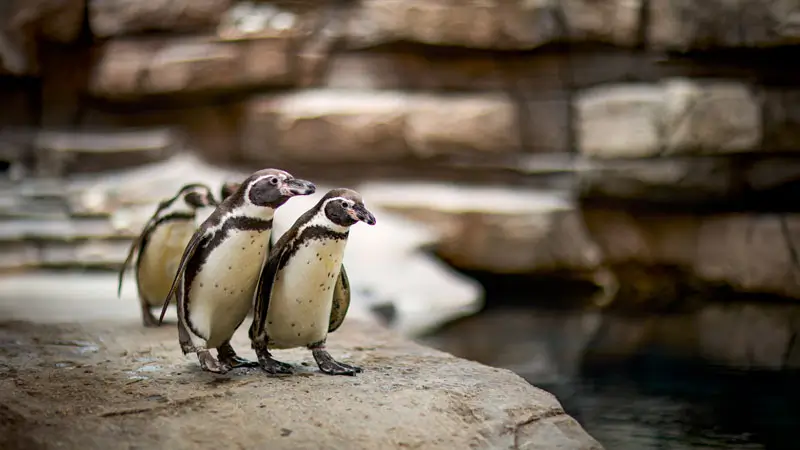 Dua penguin di area keeper talk