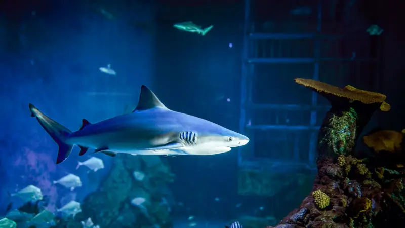 Hiu di area Shark Talk