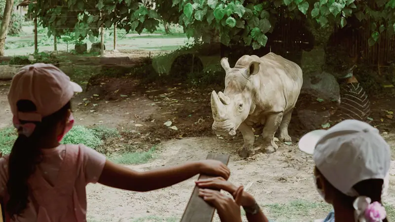 Anak melihat badak dari tram saat Safari Journey di Bali Safari