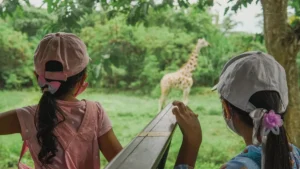 Dua anak melihat jerapah dari kendaraan safari