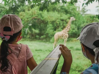 Dua anak melihat jerapah dari kendaraan safari