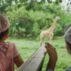 Dua anak melihat jerapah dari kendaraan safari