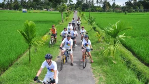 Rombongan bersepeda melewati jalan kecil di antara sawah Ubud