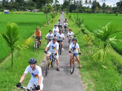 Rombongan bersepeda melewati jalan kecil di antara sawah Ubud