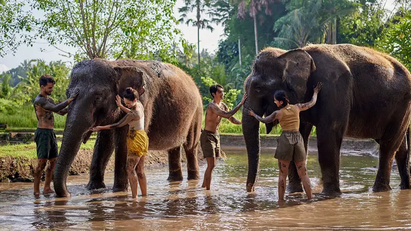 Peserta membersihkan gajah dalam sesi Elephant Mud Fun