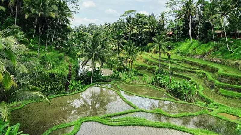 Sawah Tegalalang untuk pilihan wisata luar pusat Ubud